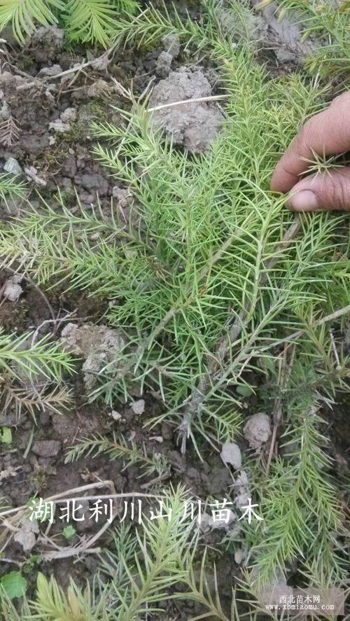 柳杉苗 高品质造林的首选，绿化荒山的绿色希望