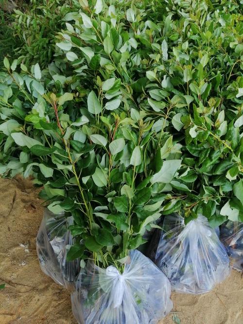 造林绿化红花荷袋苗大量现货